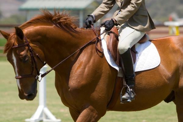 Illustrated Properties Wellington Photo